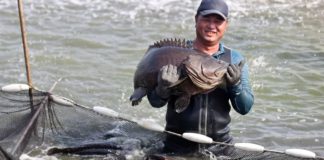 您知道中國禁台灣石斑之後,其實偷偷摸摸從香港進口嗎?